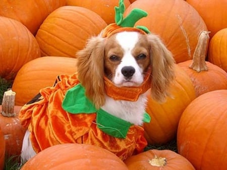 Pumpkin dog