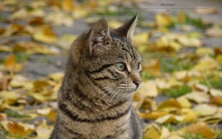 Autumn Cat - pisica