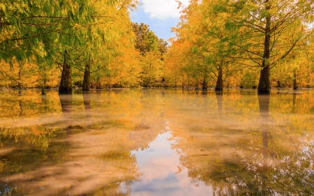 Swamp - nature, water, tree, swamp