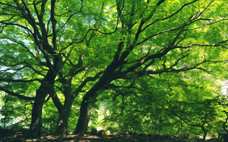 Tree - nature, leaf, tree, jungle