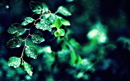 Leaf - leaf, drops, nature, water