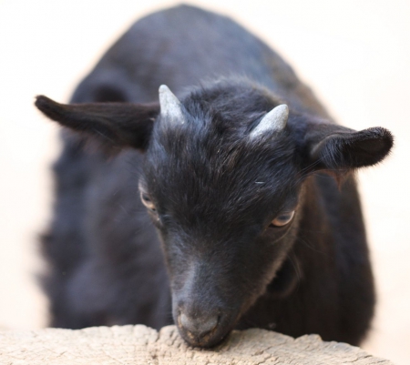 Little Goat - little, black, goat, horns