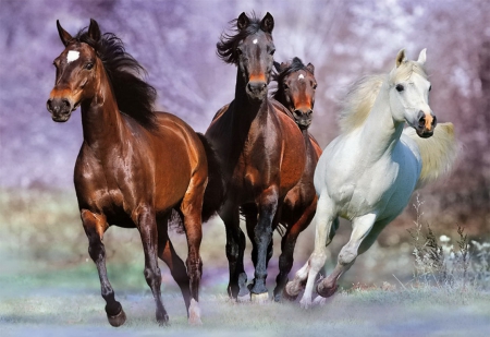 At full gallop - gallop, running, beautiful, run, nature, horses, full, bunch, art, animals