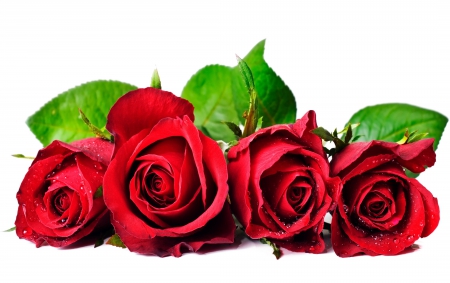 * Red roses * - flowers, roses, petals, red roses