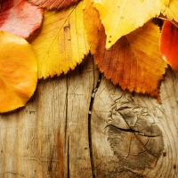 Autumn background