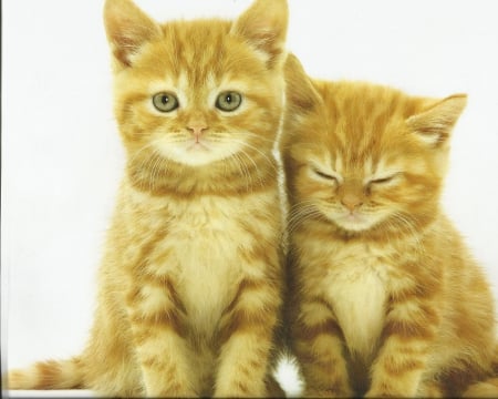 Kittens - paws, kittens, orange, cute, ginger