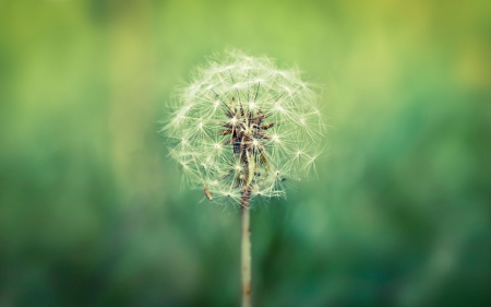 Dandelion - flowers, leaf, dandelion, nature