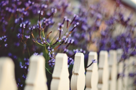 Fence - flowers, purple, fence, wood