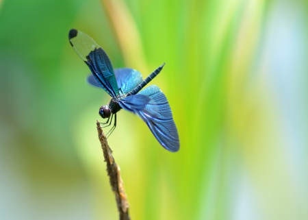 DragonFly - fly, animal, insect, dragonfly