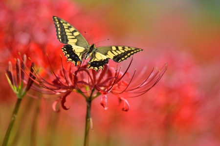 Butterfly - flowers, leaf, butterfly, nature