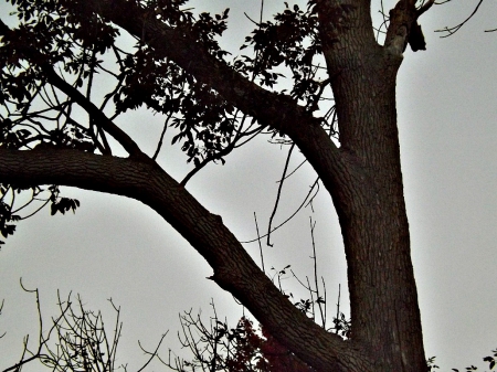 weird tree - branches, tree, leaves, sky