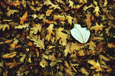 Leaf - leaf, sand, tree, nature