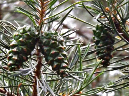 pine cones - pinecones, evergreens, trees, green