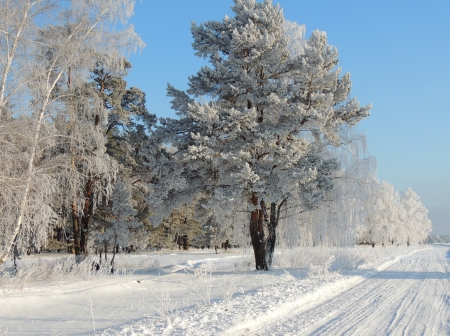 *** White winter *** - white, winter, frozen, trees, nature