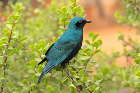 *** Blue bird *** - animal, animals, bird, birds