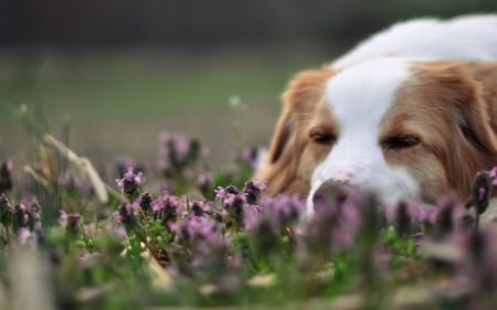 Border Collie - collie, puppy, dog, animal, border