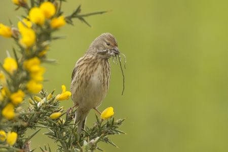 *** Greenfinch *** - animal, animals, birds, greenfinch