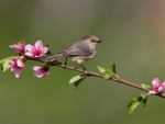 *** Bird on a flowering tree branch ***