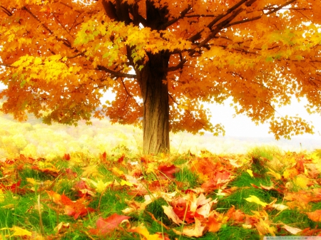 the beauty of autumn - nature, colorful, seasons, autumn