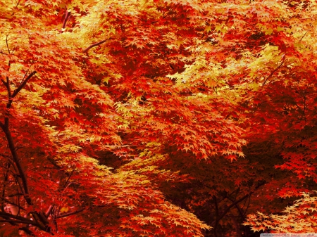 autumn tree's - nature, autumn, trees, seasons, colors