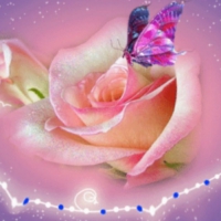 Pink Rose and Butterfly