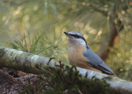 *** Bird *** - animal, animals, bird, birds