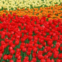 Yellow,Orange and Red Tulips!