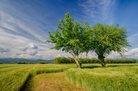 *** Trees on the fields *** - fields, nature, trees, wallpaper, meadow, cornfields, new