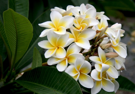 Plumeria - PLUMERIA, NATURE, BEAUTY, FLOWERS