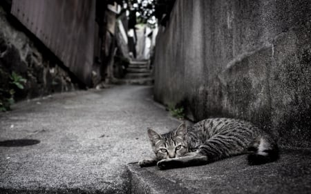 Cat - sleepy, cute, beautiful, cat, sleeping, kitty, cats, hat, cat face, paws, face, animals, pretty, beauty, sweet, kitten, lovely