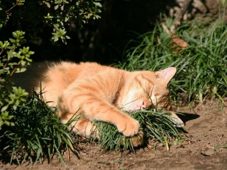 Cat - sleepy, cute, beautiful, cat, sleeping, kitty, cats, hat, cat face, paws, face, animals, pretty, beauty, sweet, kitten, lovely