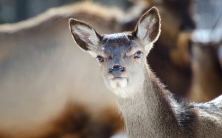 Deer - jungle, ear, animal, Deer