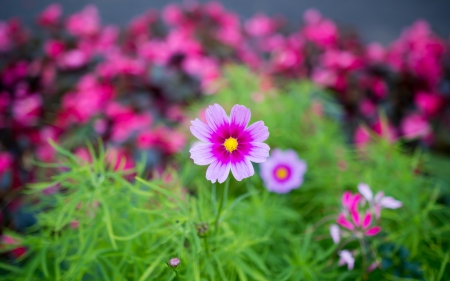 Flower - leaf, flower, nature, grass