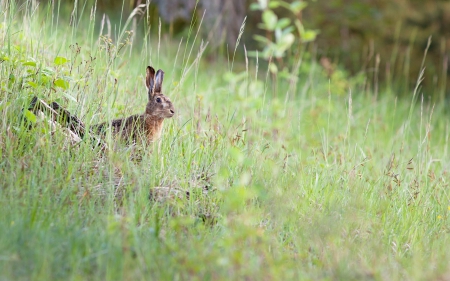 Hare - rabbit, jump, animal, Hare