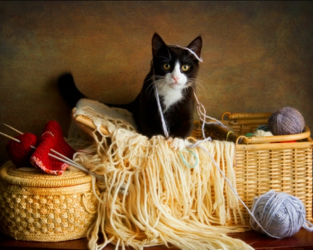 Still life - animals, yarn, cat, basket, still life