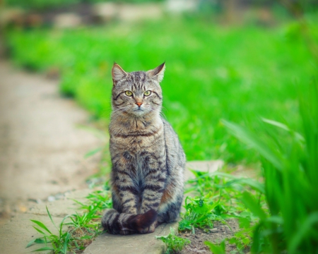 Cute cat - animals, cute, pet, cat, grass