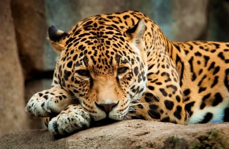 Jaguar - spots, animal, teeth, Jaguar