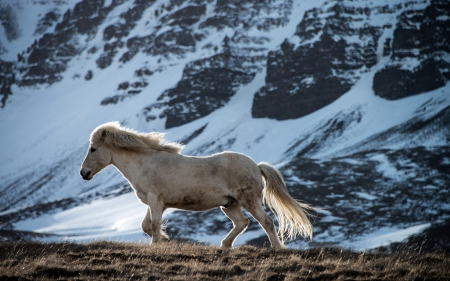 Horse - horse, wild, animal, snow