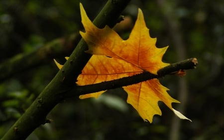 Leaf - leaf, tree, nature, stem