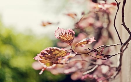 Leaf - leaf, flower, nature, stem