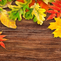 Autumn background