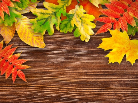 Autumn background - fall, foliage, beautiful, leaves, season, background, nice, lovely, colors, autumn, colorful