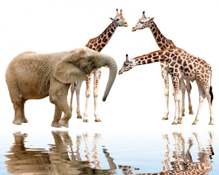 Giraffes and elephant - elephant, reflection, giraffes, animals