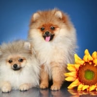 Cute dogs