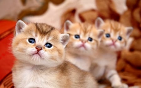 Cute kittens - pet, cute, animals, cats