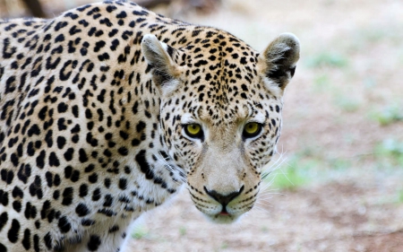 Leopard - leopard, yellow, nature, eyes