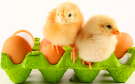 Cute chicks - eggs, birds, animals, chicks