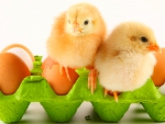 Cute chicks