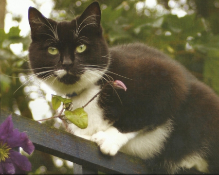 Tuxedo cat - paws, tuxedo, cute, cat