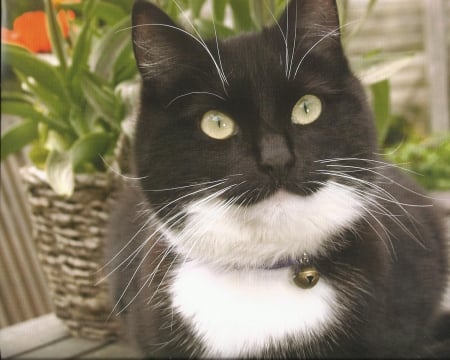 Tuxedo cat - paws, tuxedo, cute, cat